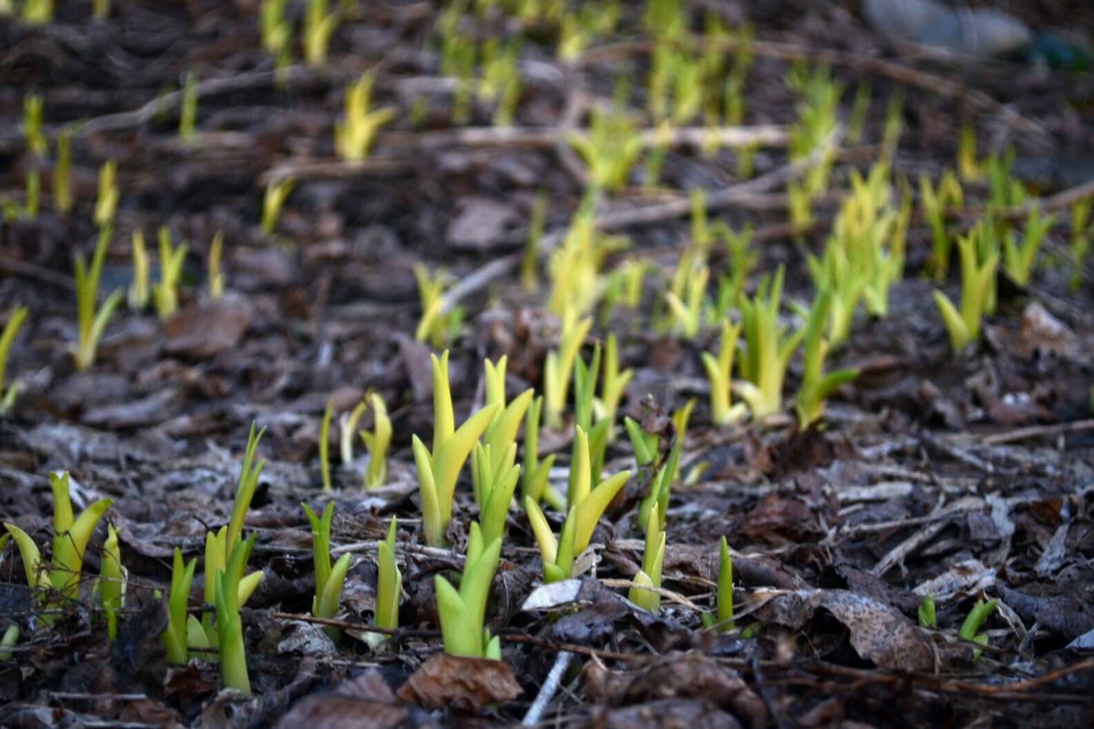 Green shoots of hope