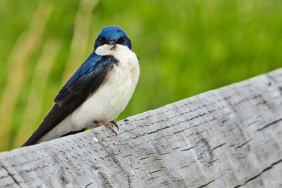 Swallow