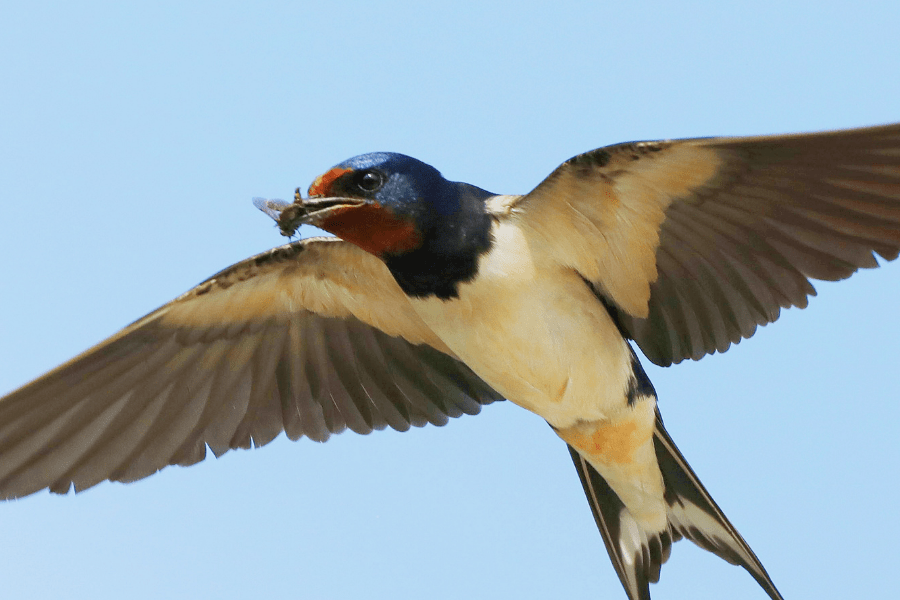 Does one swallow make a summer?
