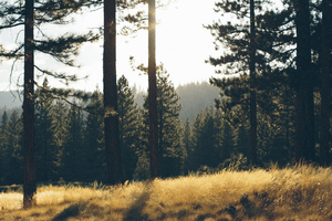 Arresting Social and Ethical Erosion